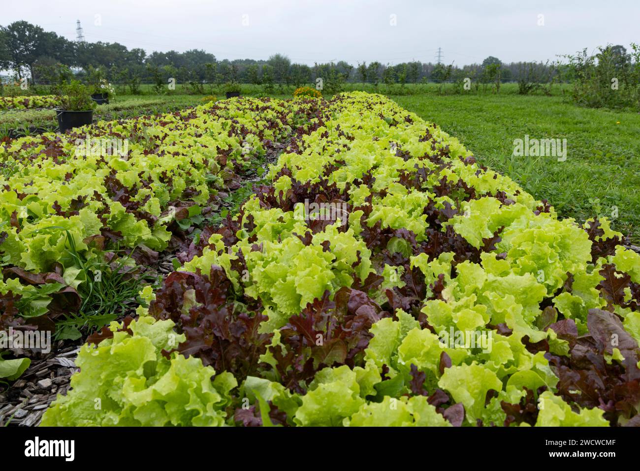 Growing beds with fresh mixed lettuce in vegetable garden Stock Photo ...