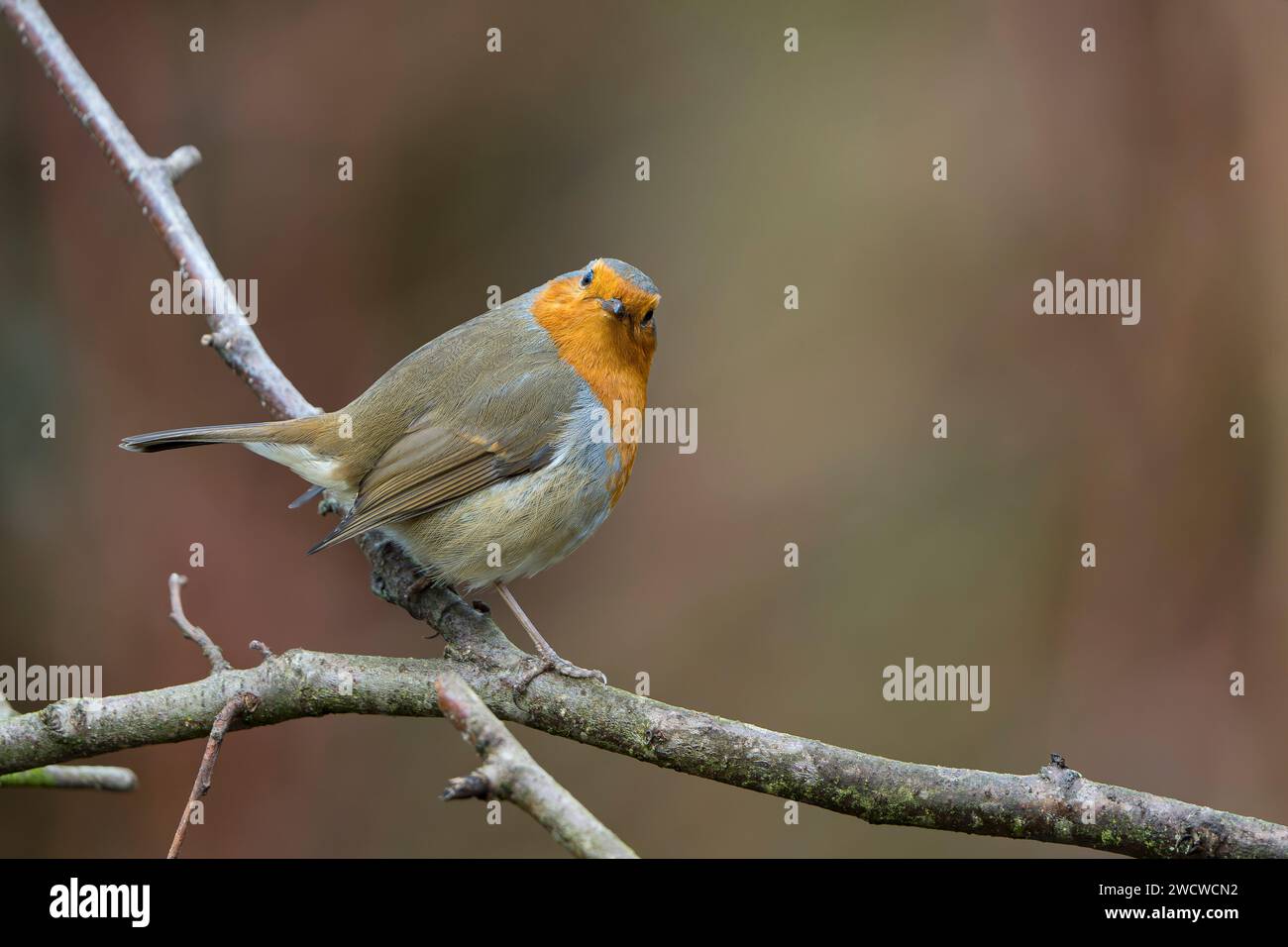 Side view of a cute wild, UK robin bird (Erithacus rubecula) perching isolated on a branch, head tilted to the front; soft focus background. Stock Photo