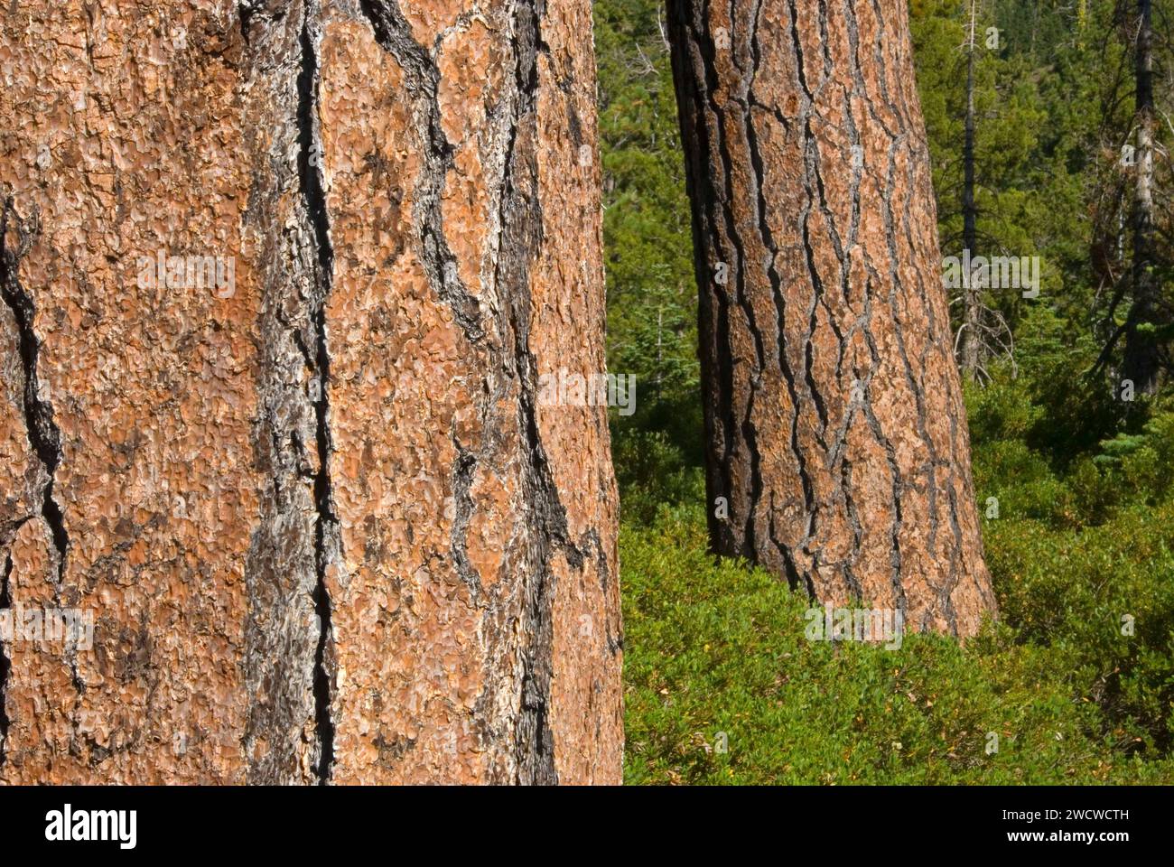 Jeffrey pine, Lakes Basin Recreation Area, Plumas National Forest