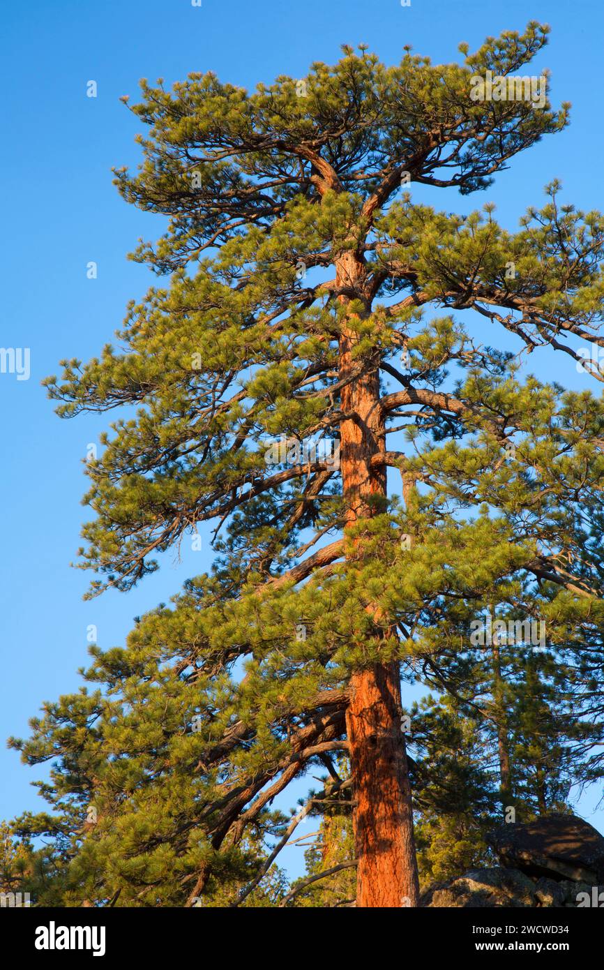Jeffrey pine (Pinus jeffreyi) along Eagle Lake Trail, Lake Tahoe Basin
