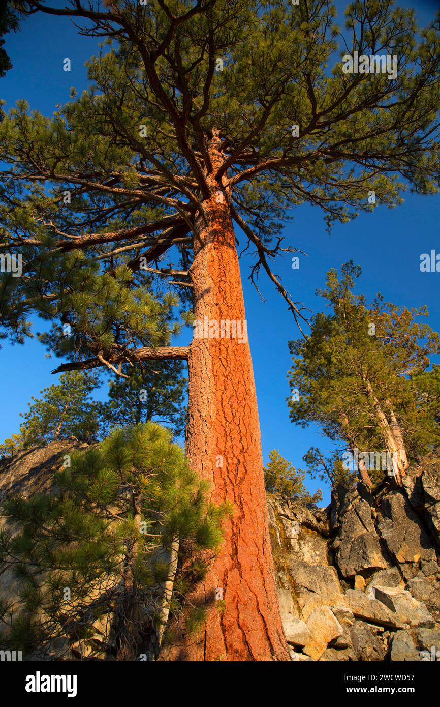 Jeffrey pine (Pinus jeffreyi) along Eagle Lake Trail, Lake Tahoe Basin