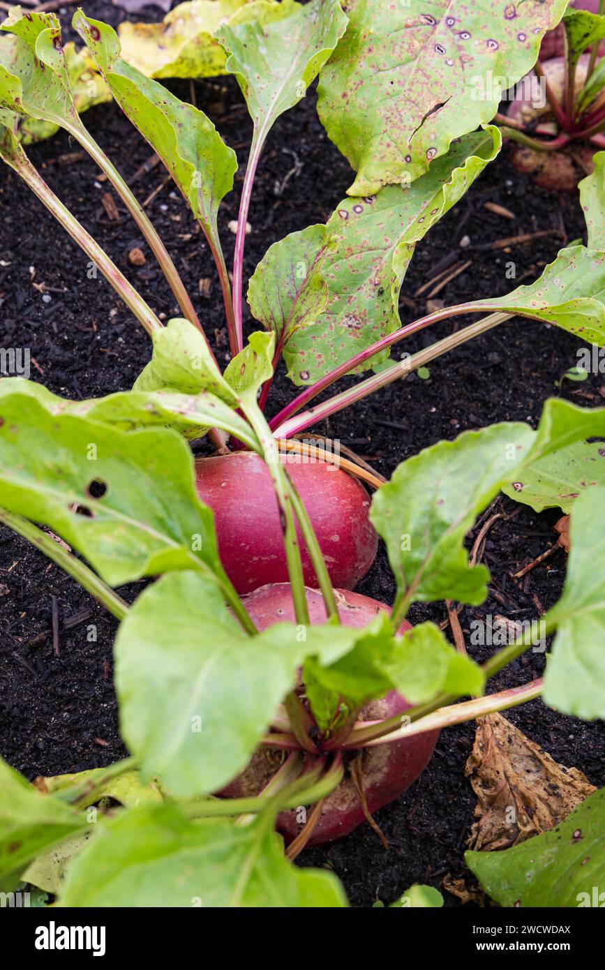 Fresh big beetroots growing in vegetable garden ready to harvest Stock
