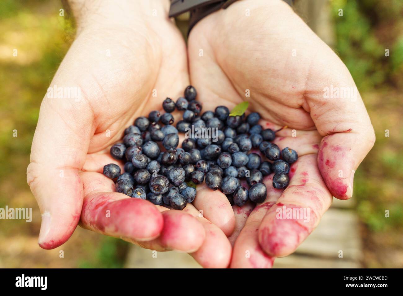 A person holds a handful of freshly picked wild blueberries in his hands Stock Photo