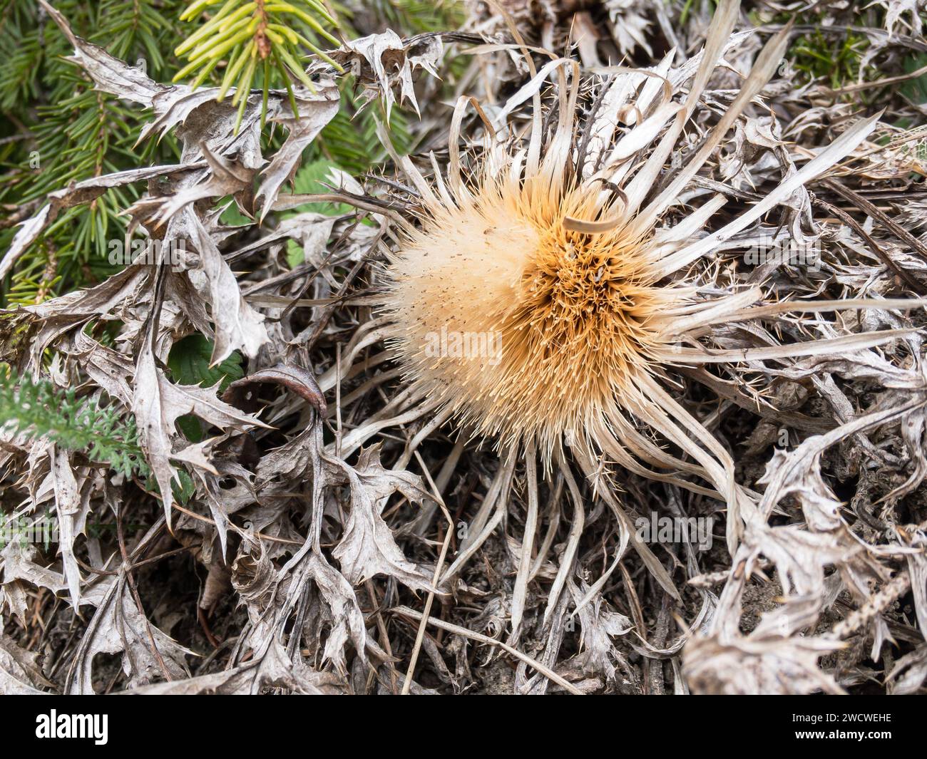 Dry Carlina acanthifolia plant known as carline thistle Stock Photo