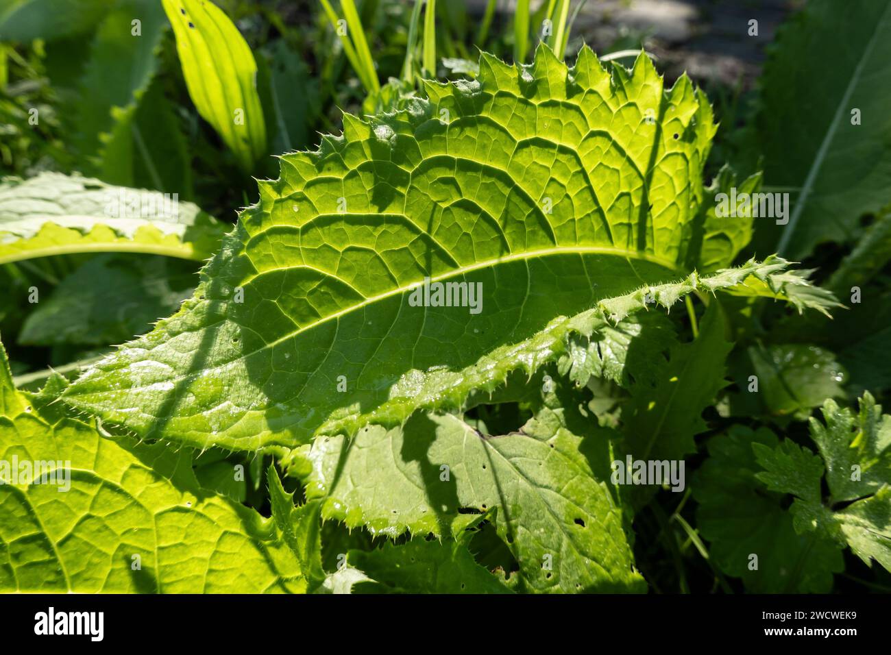 Siberian cabbage thistle (Cirsium oleraceum) plant with shadows made by sunlight Stock Photo