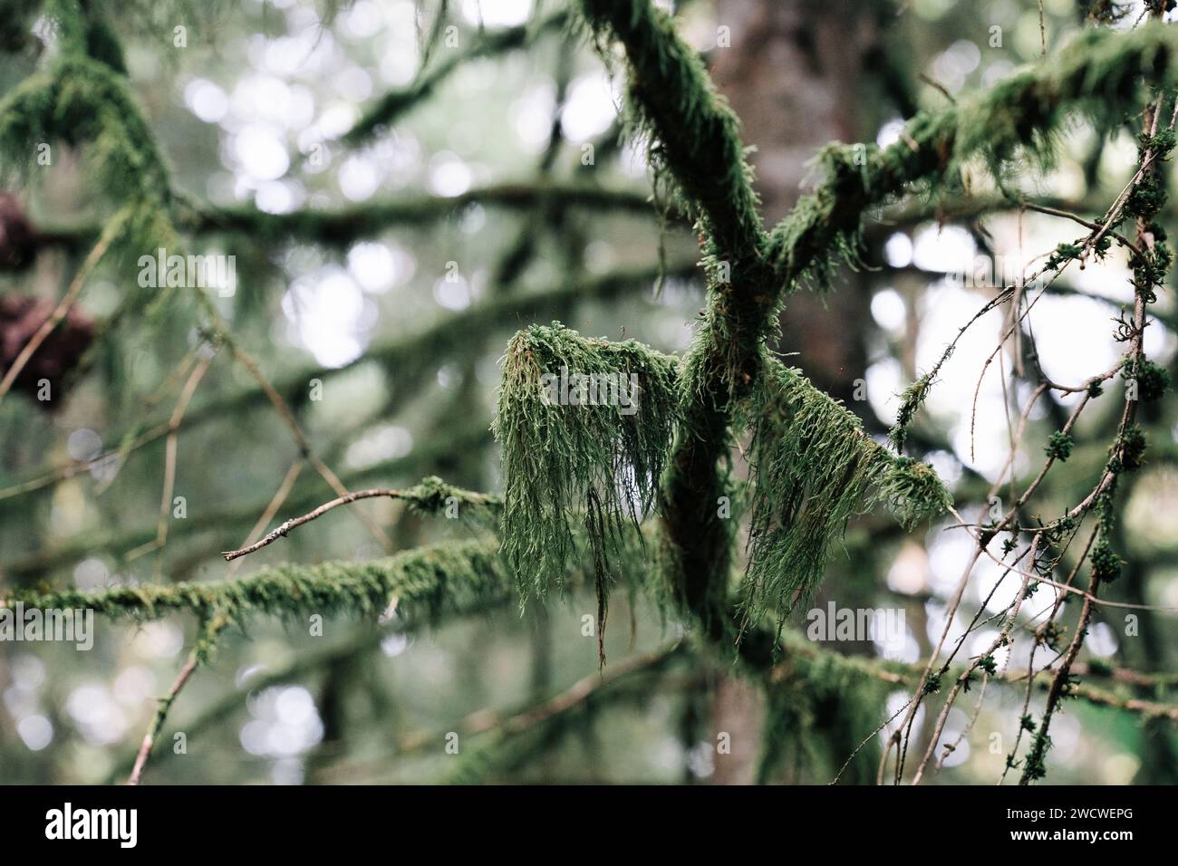 Green hanging moss on the branches of a tree in the forest. Ecology concept. Natural background Stock Photo