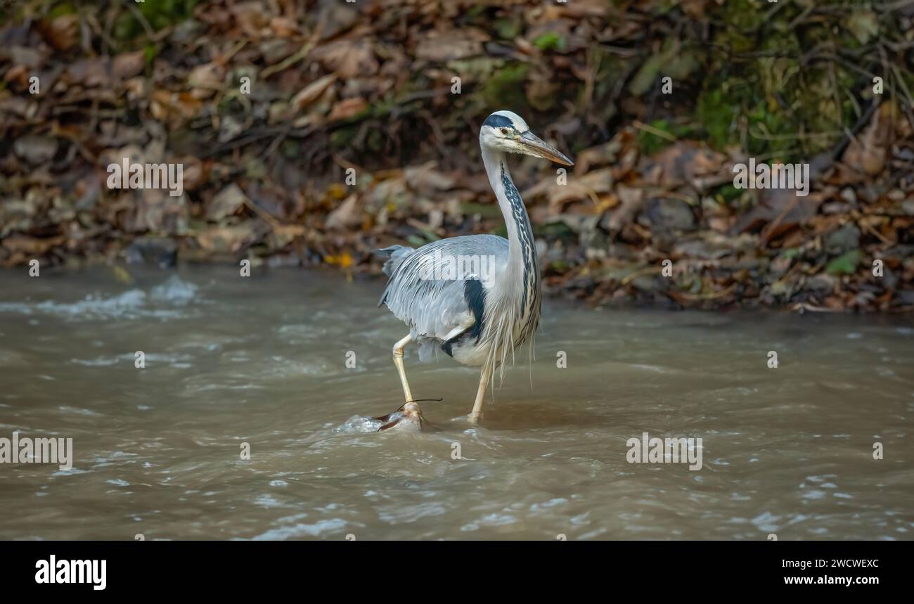 Stream close up hi-res stock photography and images - Alamy