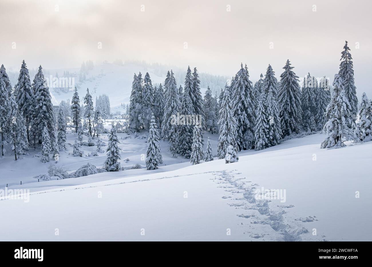 tranquil snowy winter landscape in the Bregenz forest Mountains, Vorarlberg, Austria Stock Photo