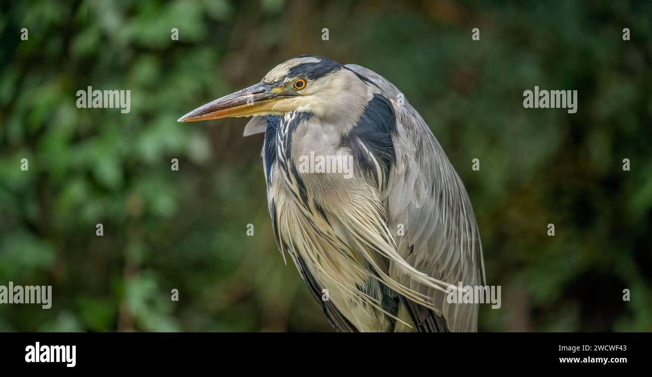 grey heron, portrait, close up, in the uk Stock Photo