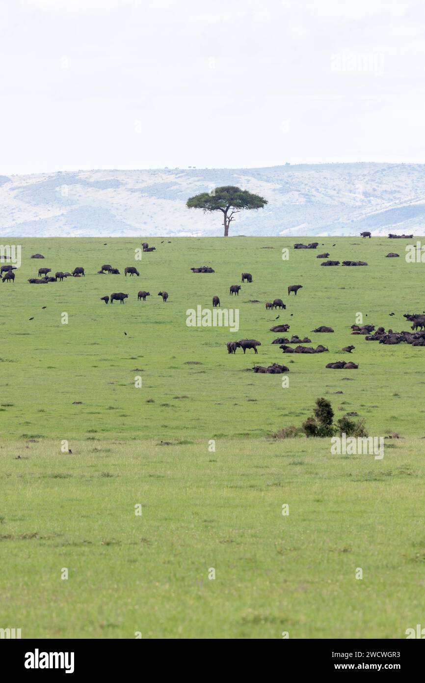 African Buffalo (Syncerus caffer)) and desert date (Balanites aegyptiaca) on the Masai Mara plains, Kenya Stock Photo