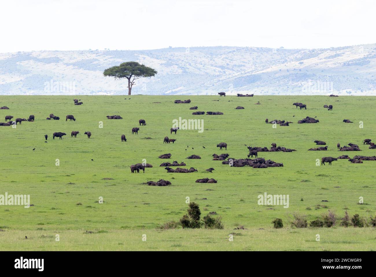 African Buffalo (Syncerus caffer)) and desert date (Balanites aegyptiaca) on the Masai Mara plains, Kenya Stock Photo