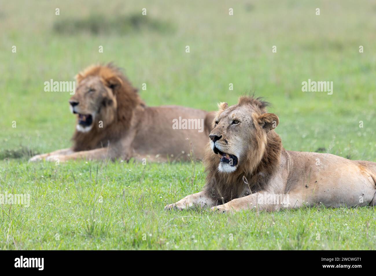Male Lions (Panthera leo). Masai Mara National Park. Kenya Stock Photo ...