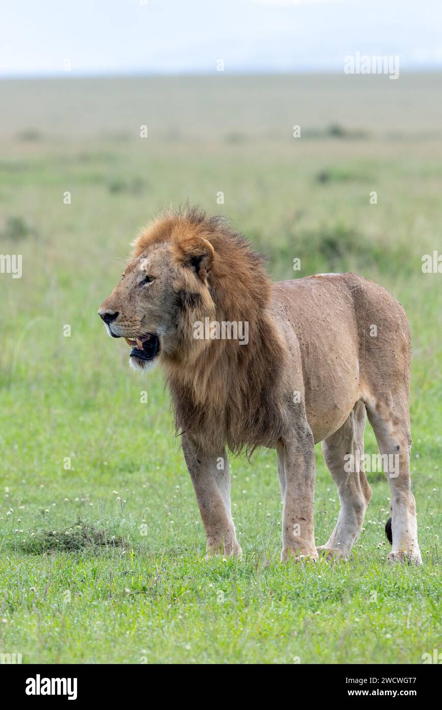 Male Lion (Panthera leo). Masai Mara National Park. Kenya Stock Photo ...
