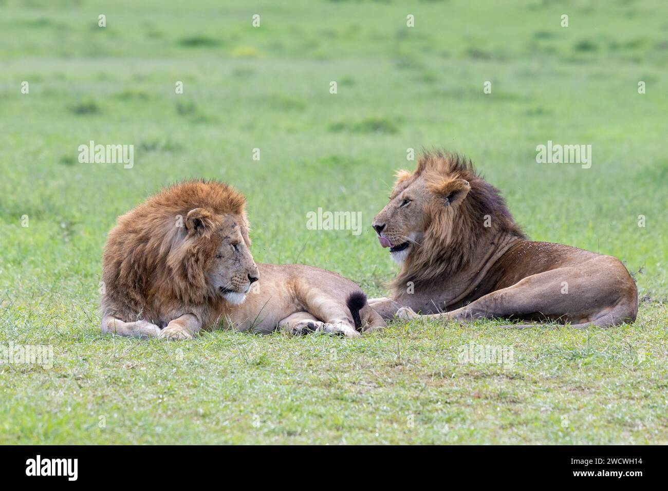 Male lions hi-res stock photography and images - Alamy