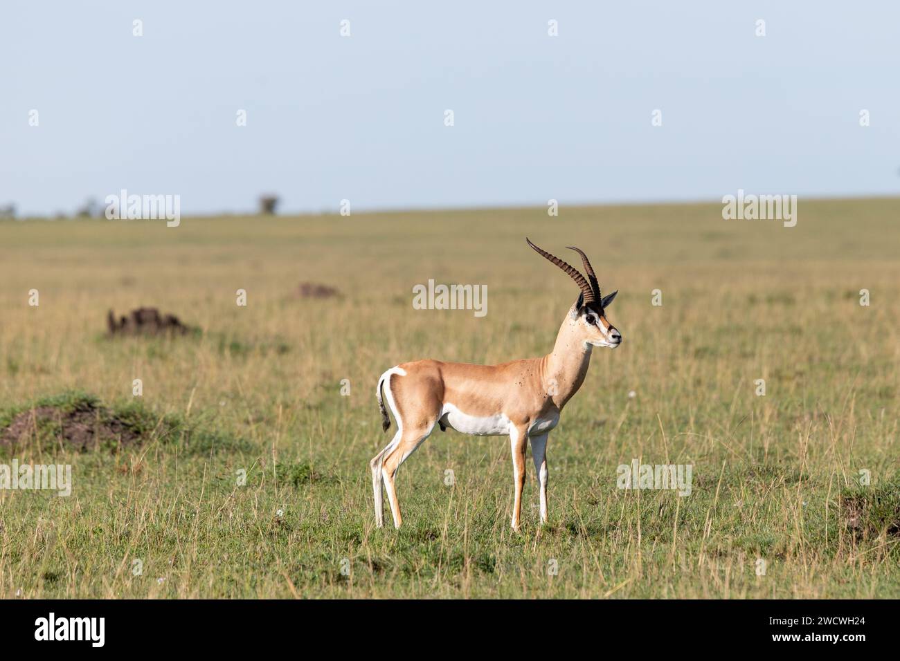 Gazelle thompsons hi-res stock photography and images - Alamy