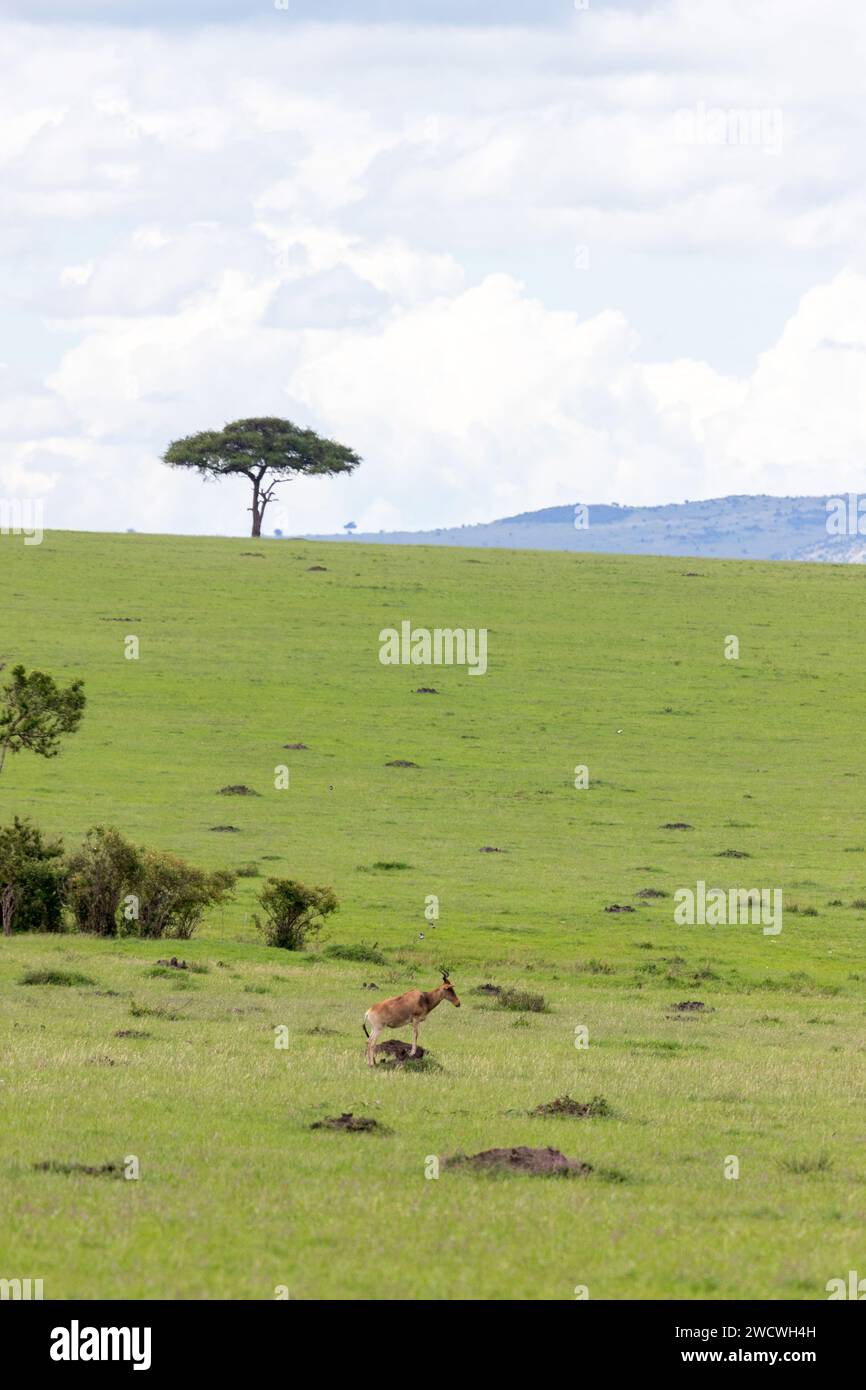 Desert daee (Balanites aegyptiaca) tree beautifies the plains of the Masai Mara. Topi on guard in the foreground. Masai Mara National Park. Stock Photo