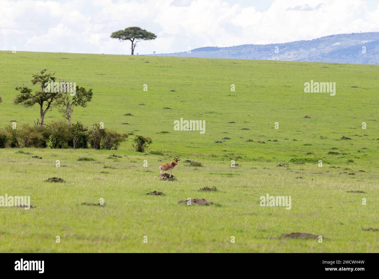 Desert daee (Balanites aegyptiaca) tree beautifies the plains of the Masai Mara. Topi on guard in the foreground. Masai Mara National Park. Stock Photo