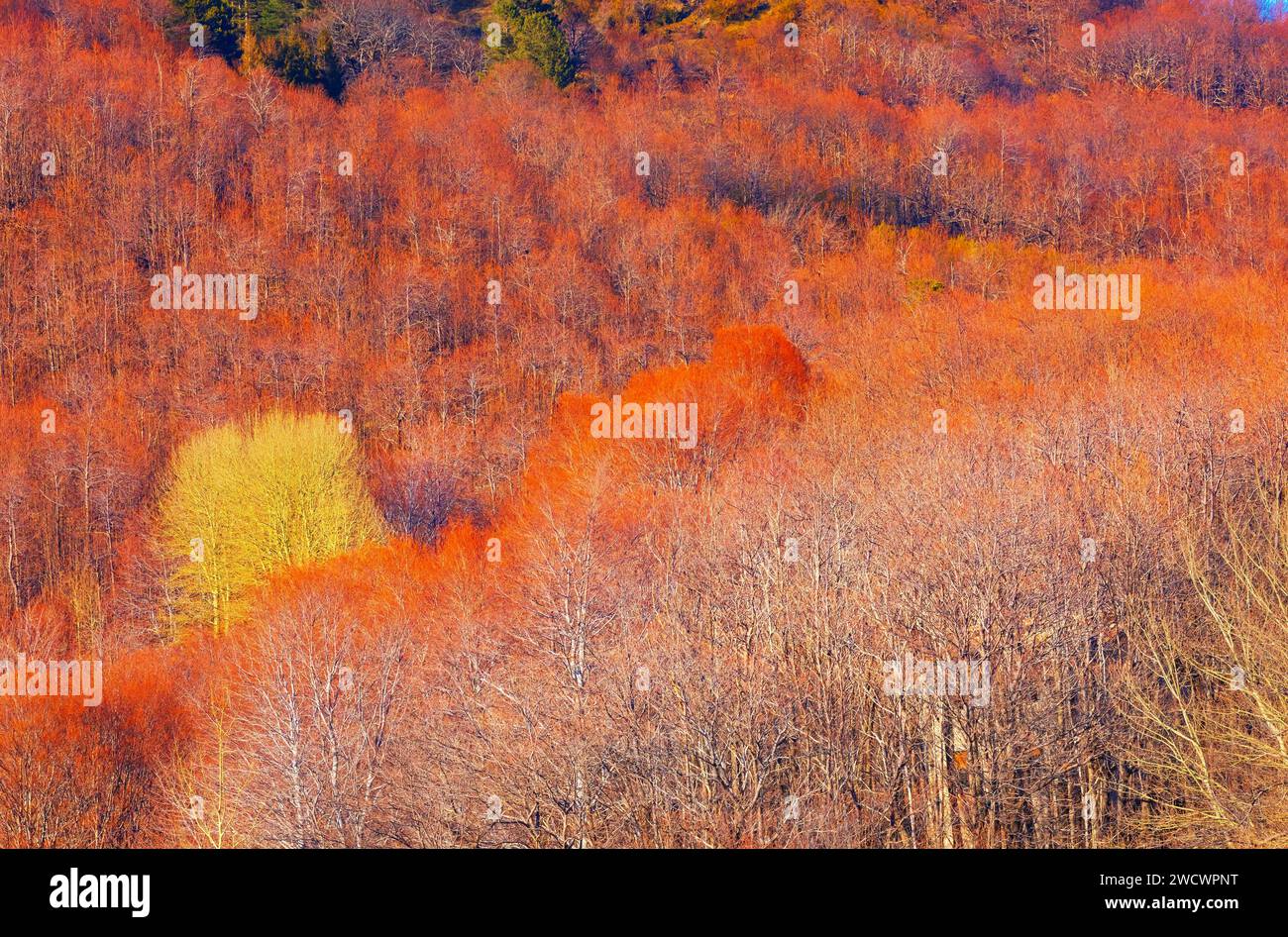 Italy, Sicily, Etna, Forest of Etna National Park Stock Photo