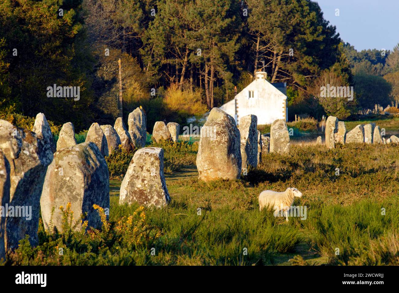 France, Morbihan, Carnac, megalithic site of Menec Stock Photo