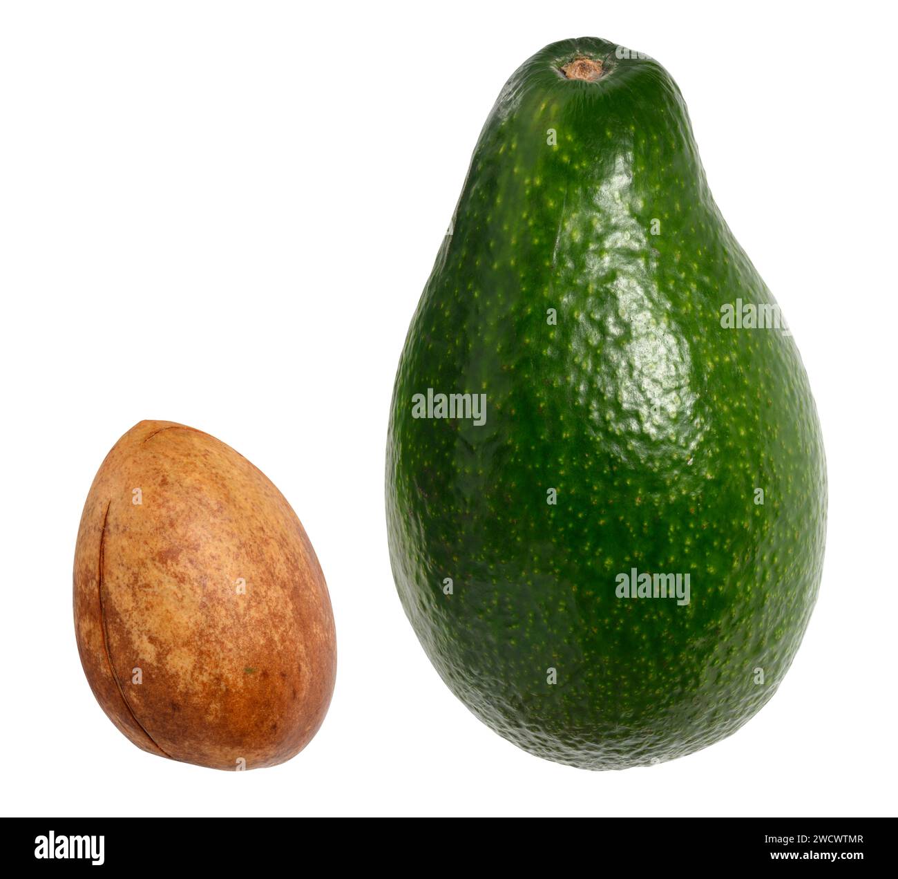 Whole green avocado fruit and avocado pit isolated on white background ...