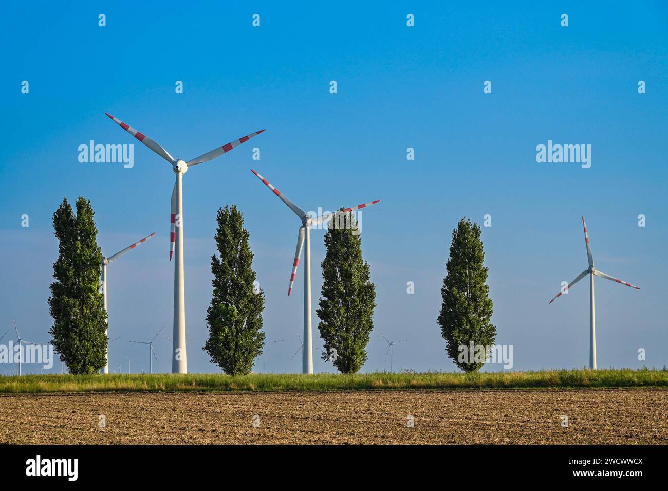 Austria Eurovélo 6, wind turbine field east of Vienna near the town of Petronell-Carnuntum and avenue of poplars Stock Photo