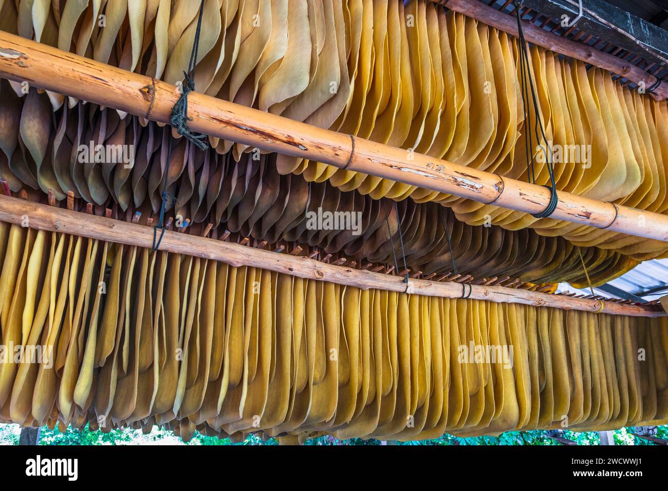 Thailand, Trat province, Ko Mak island, rubber cultivation, drying latex Stock Photo