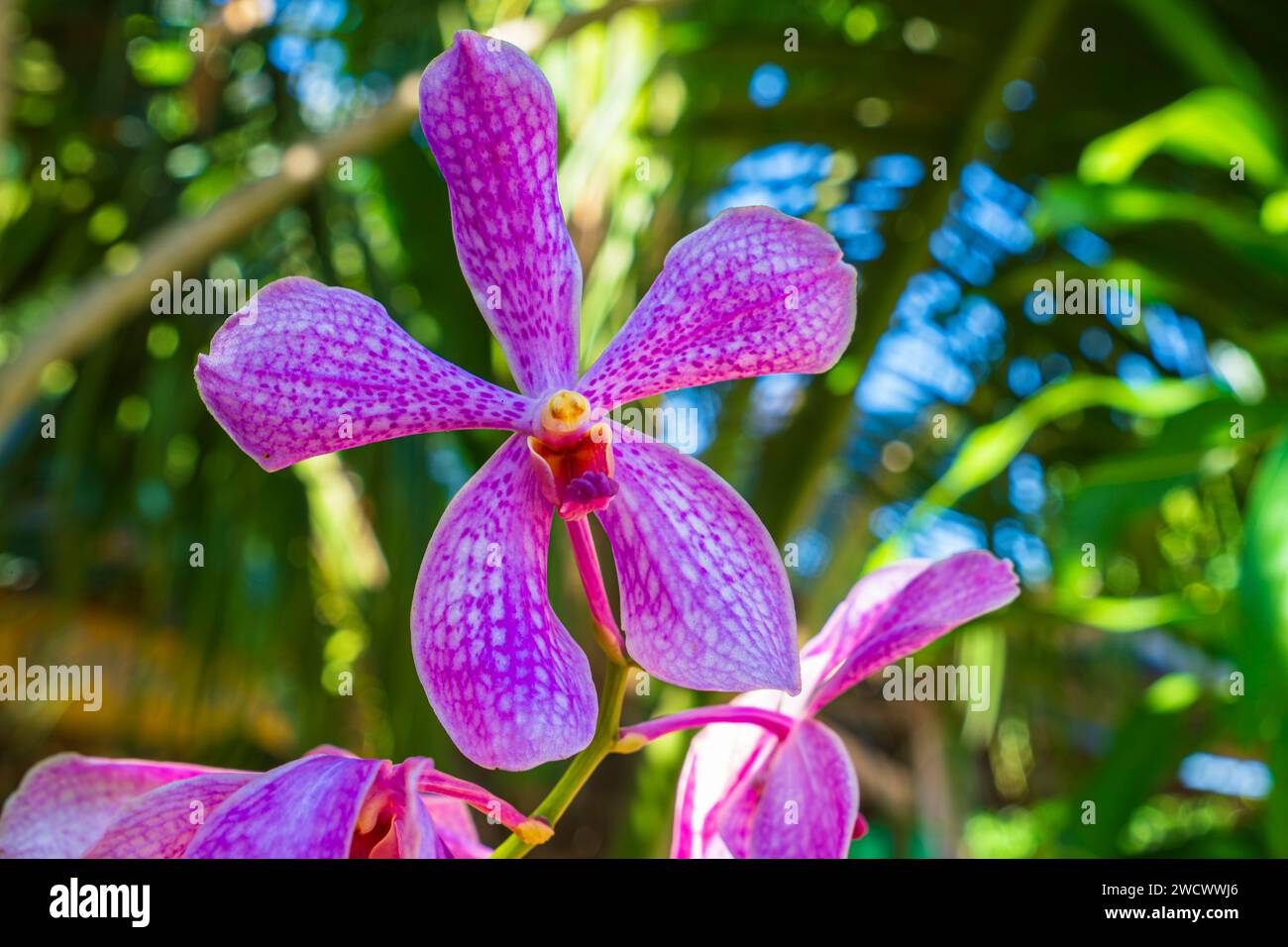 Thailand, Trat province, Ko Mak island, orchids Stock Photo