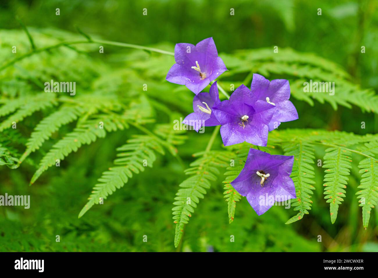 Wald peachleaf bellflower blau lila Blumen auf dichten Farn hintergrund  Stock Photo - Alamy