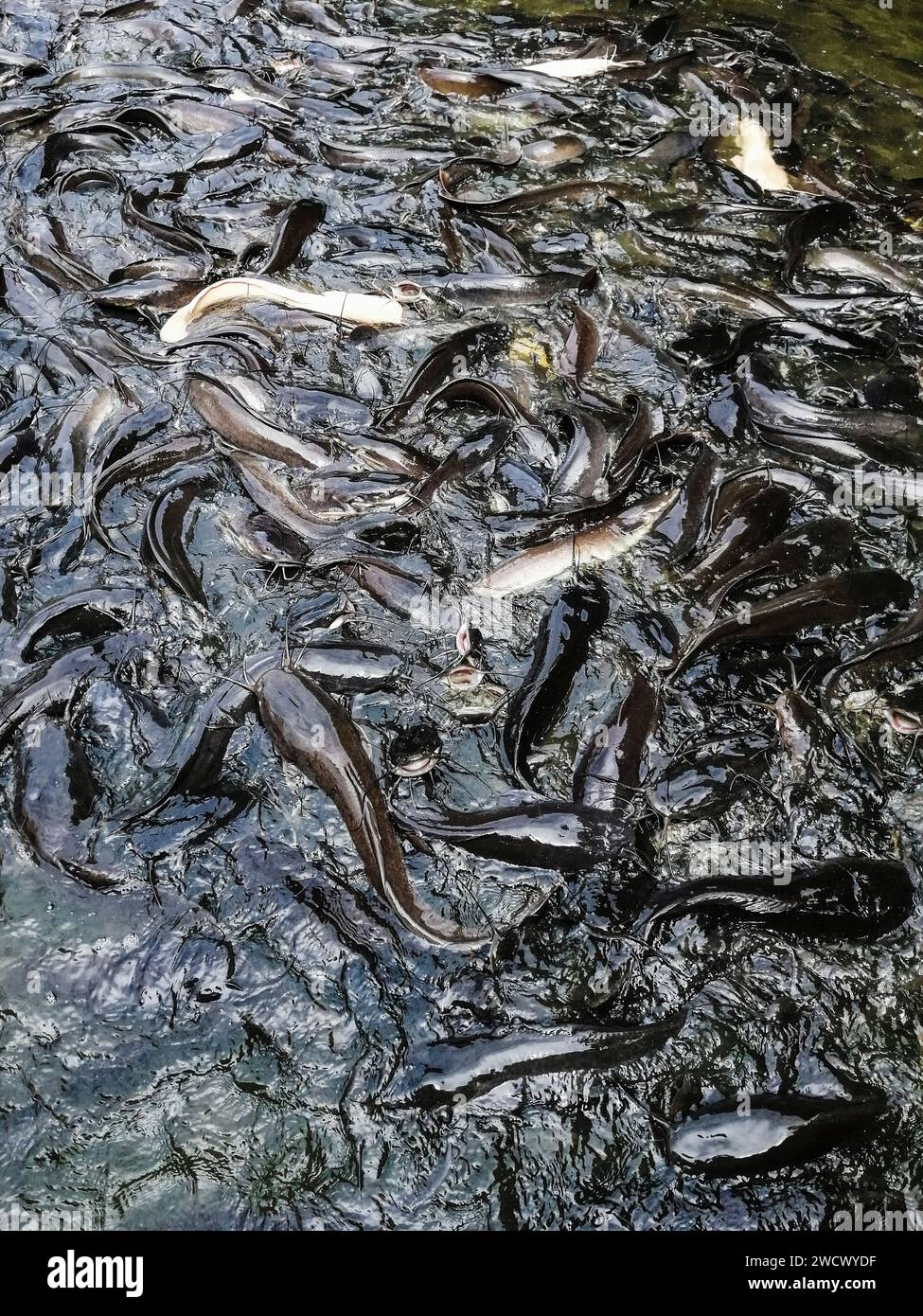 A red-coated Asian American girl swings her fishing rod as she casts for  catfish at a fishing derby in Fountain Valley, CA Stock Photo - Alamy