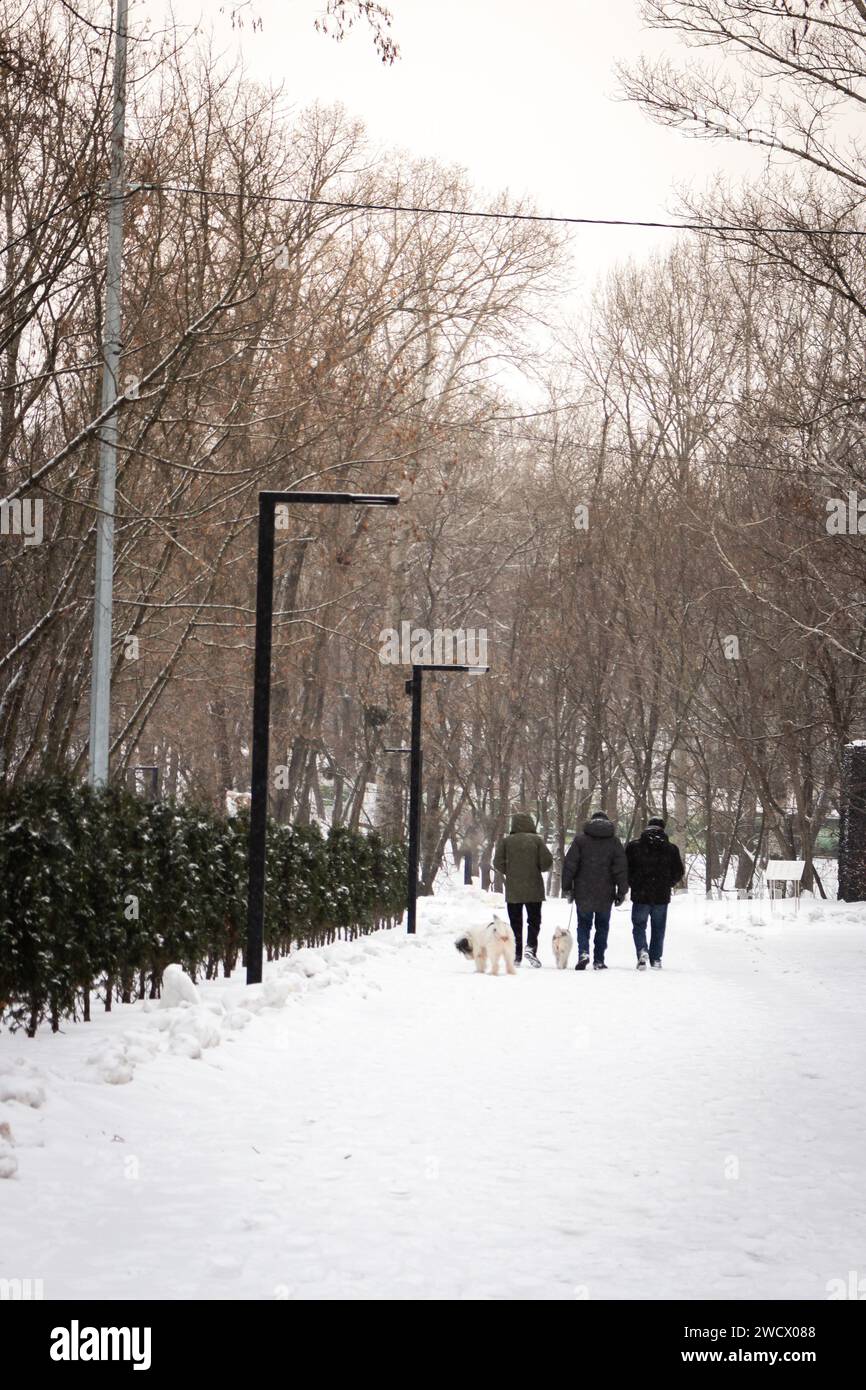 People walking with dogs in snowstorm. Winter in the park. Frozen alley in snow, Kyiv, Ukraine. Cold snowy weather. Idyllic winter landscape. Stock Photo