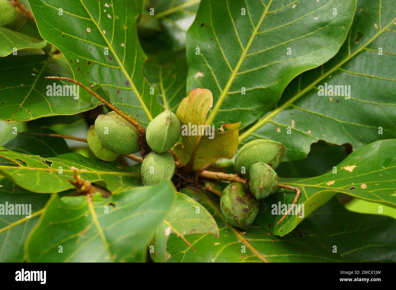Tropical almond fruits on leaves Stock Photo