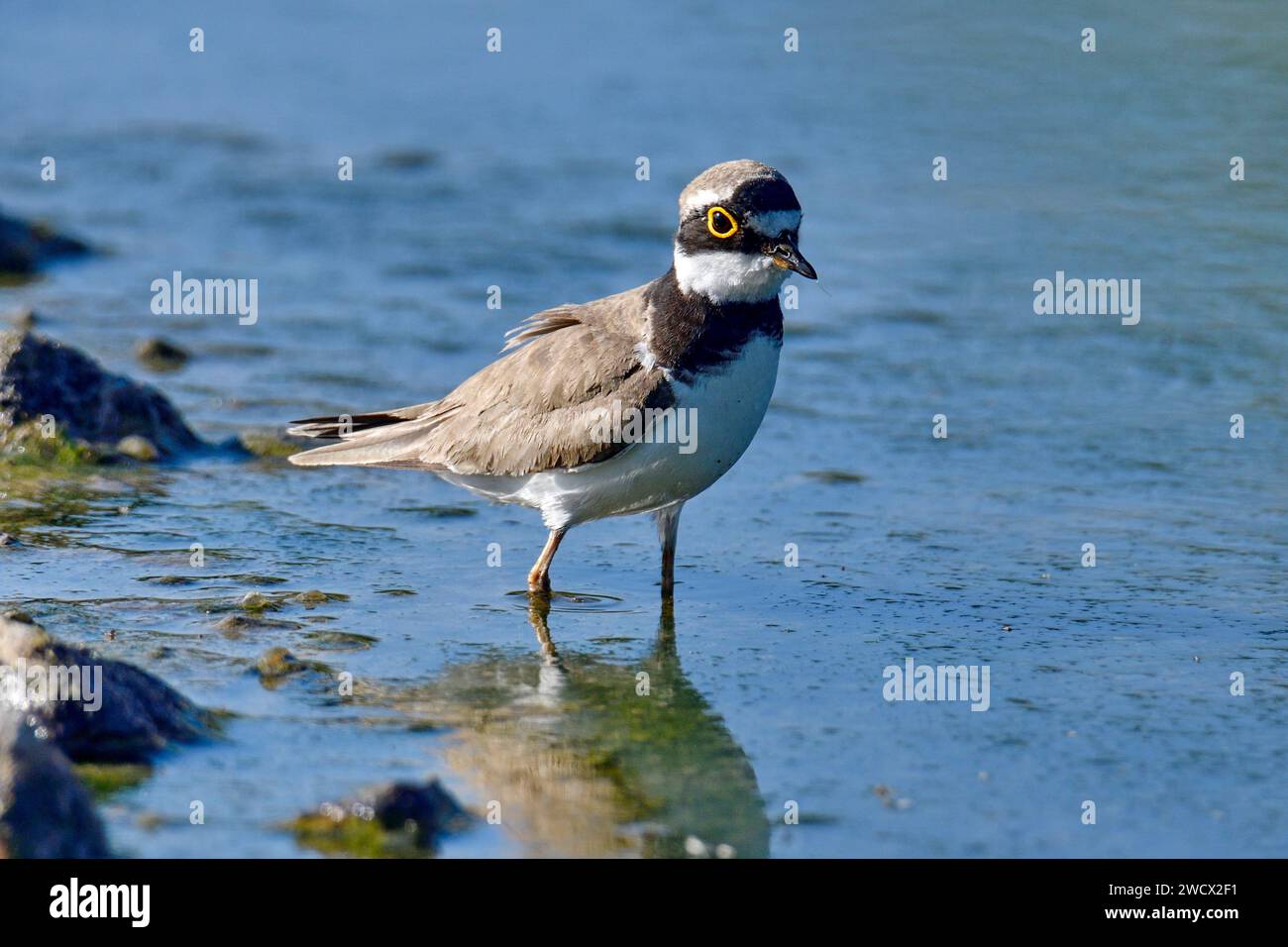 France, Doubs, wildlife, bird, Little Plover (Charadrius dubius) Stock Photo