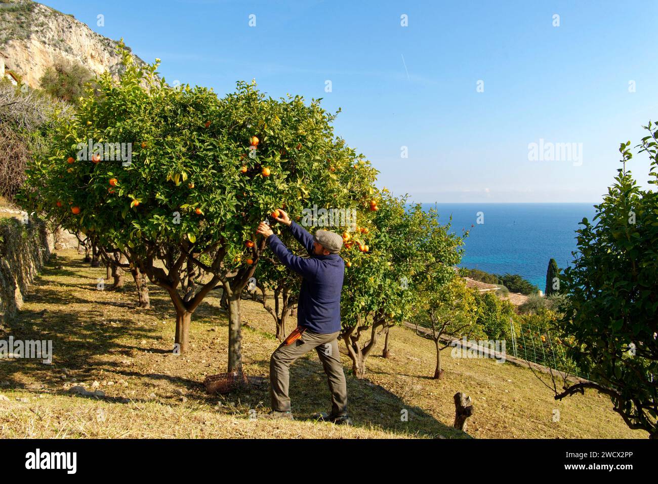 France, Alpes Maritimes, Cote d'Azur, Menton, on the heights of Garavan, is the Casetta, the municipal nursery dedicated to citrus fruits, organic lemon trees (Menton lemons IGP) Stock Photo