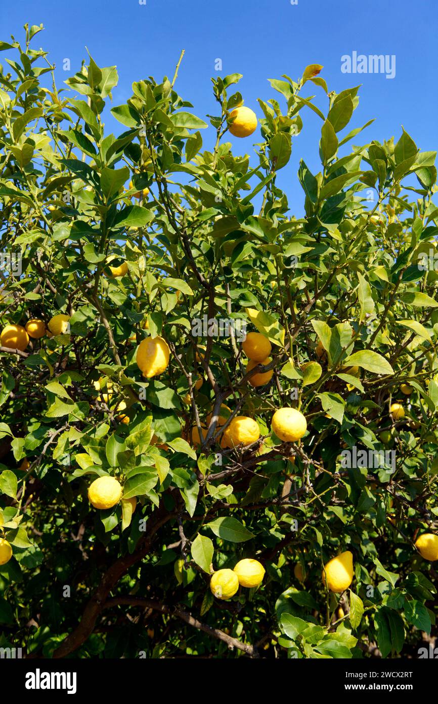 France, Alpes Maritimes, Cote d'Azur, Menton, on the heights of Garavan, is the Casetta, the municipal nursery dedicated to citrus fruits, organic lemon trees (Menton lemons IGP) Stock Photo
