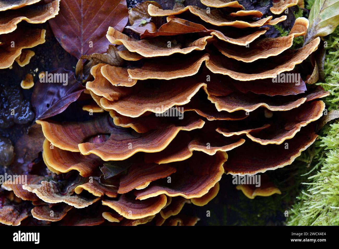 France, Doubs, mushrooms, polypore on dead wood Stock Photo