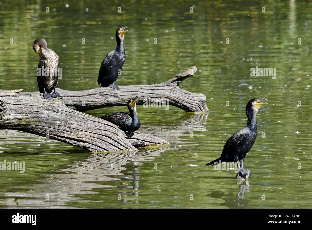 France, Doubs, wildlife, bird, Great cormorant (Phalacrocorax carbo) Stock Photo