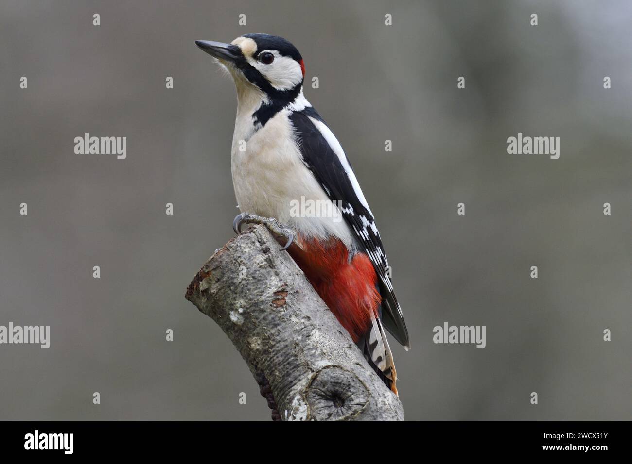 France, Doubs, wildlife, bird, Great Spotted Woodpecker (Dendrocopos major) Stock Photo
