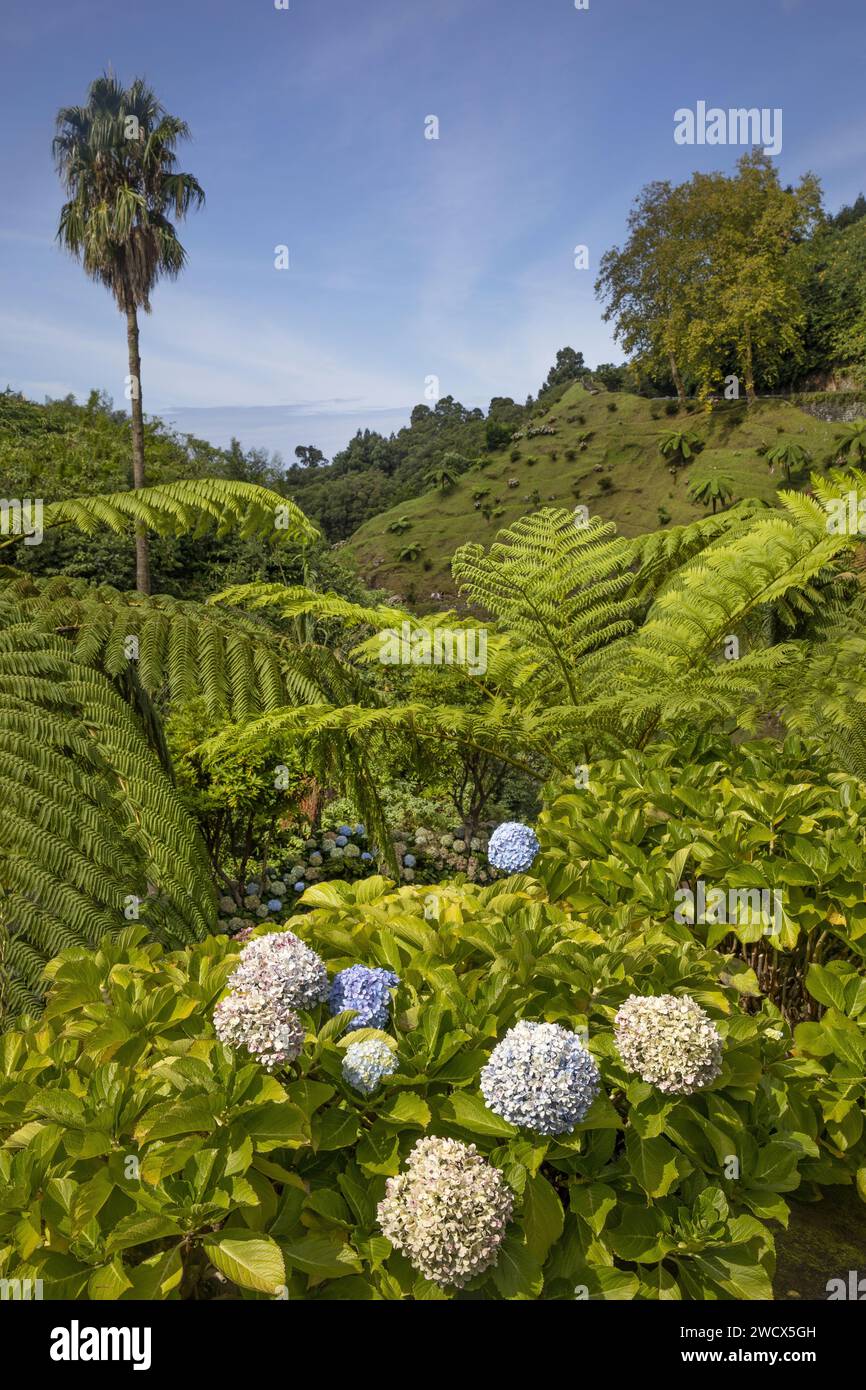 Portugal, Azores archipelago, Sao Miguel island, Parque Ribeira dos Caldeiroes, park with exuberant vegetation planted with tree ferns and hydrangeas Stock Photo