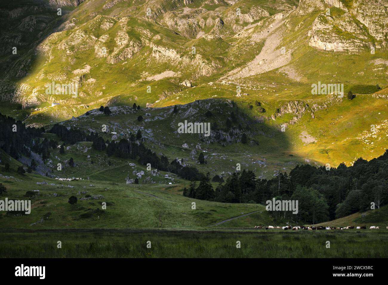 France, Pyrenees Atlantiques, Béarn, Ossau valley, Pyrenees National Park, herds of cows on the Bious-Artigues plateau in the early hours of the morning when the transhumance to the summer pastures begins. Stock Photo