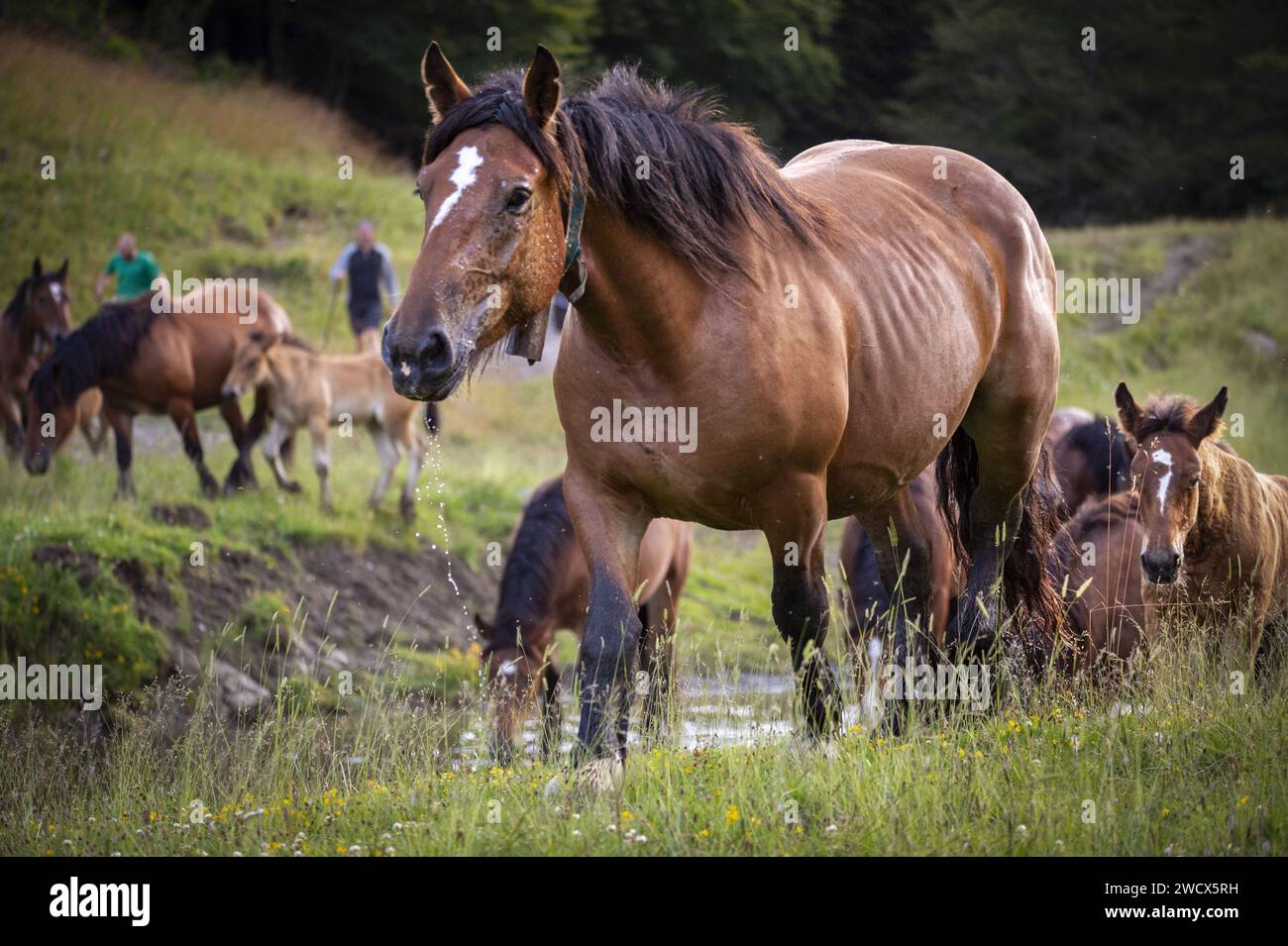 France, Pyrenees Atlantiques, Béarn, Ossau valley, Pyrenees National Park, hordes of horses on the Bious-Artigues plateau in the early hours of the morning when the transhumance to the summer pastures begins. Stock Photo