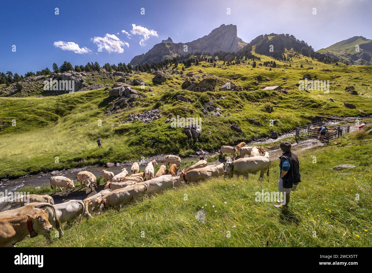 France, Pyrenees Atlantiques, Béarn, Ossau valley, Pyrenees National Park, herd of cows arriving at the summer pastures and waiting for the shepherds to remove their transhumance bells, the Pic du Midi d'Ossau in the background Stock Photo