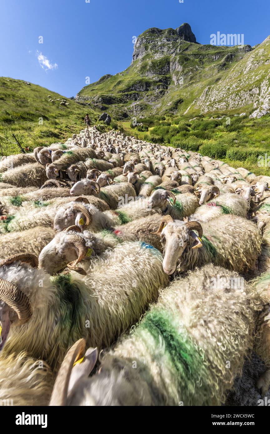 France, Pyrenees Atlantiques, Béarn, Ossau valley, Pyrenees National Park, herd of ewes on summer pastures returning to the sheephouse for morning milking Stock Photo