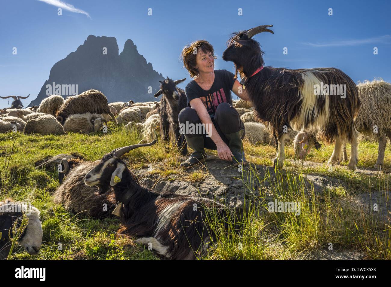 France, Pyrenees Atlantiques, Béarn, Ossau valley, Pyrenees National Park, Roumassot hut, shepherdess and her flock of sheep and goats, Pic du Midi d'Ossau in background Stock Photo