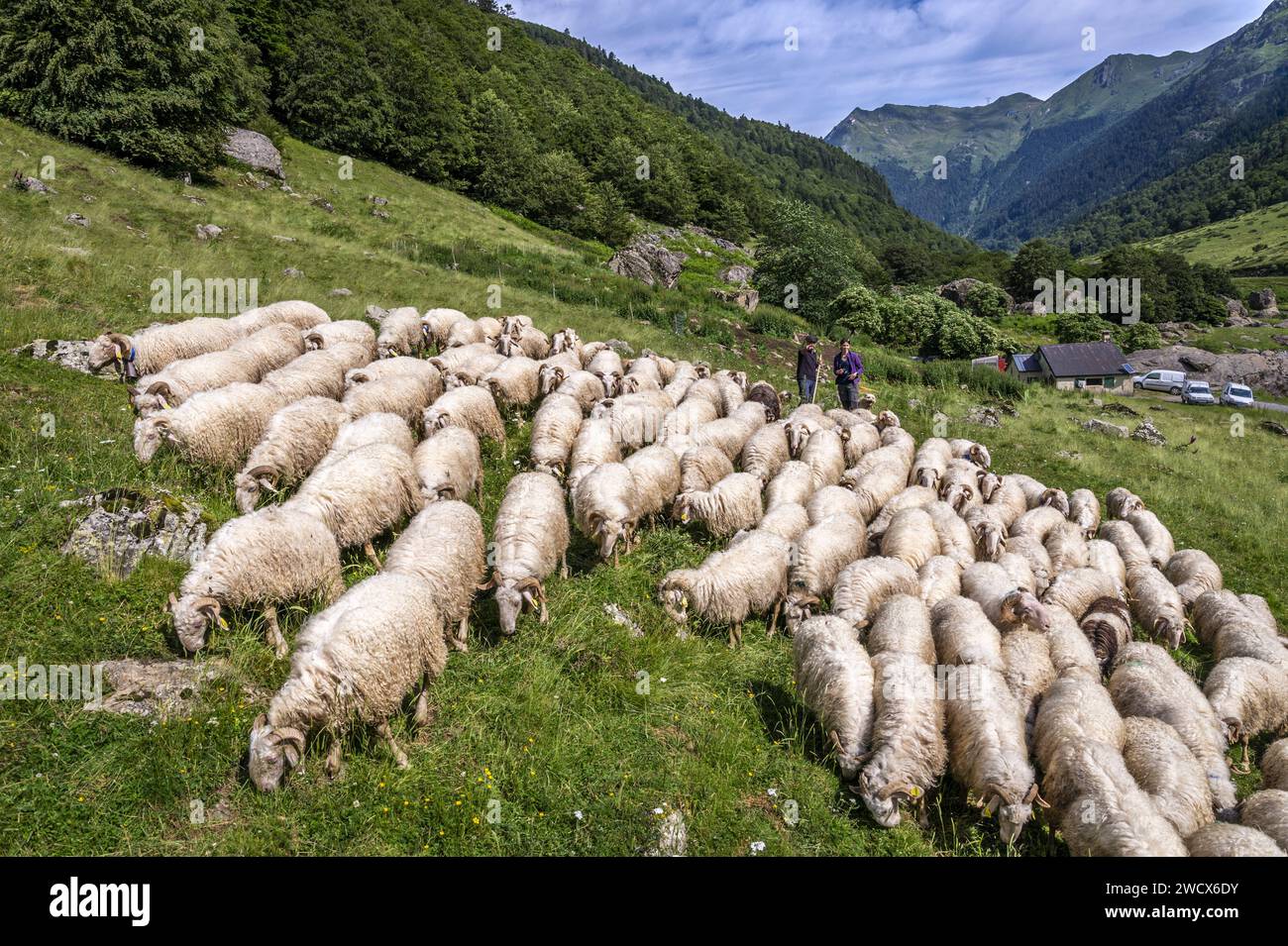 France, Pyrenees Atlantiques, Béarn, Ossau valley, Laruns, Pont de Camps, shepherd and his flock of ewes at the Las Quebes hut Stock Photo