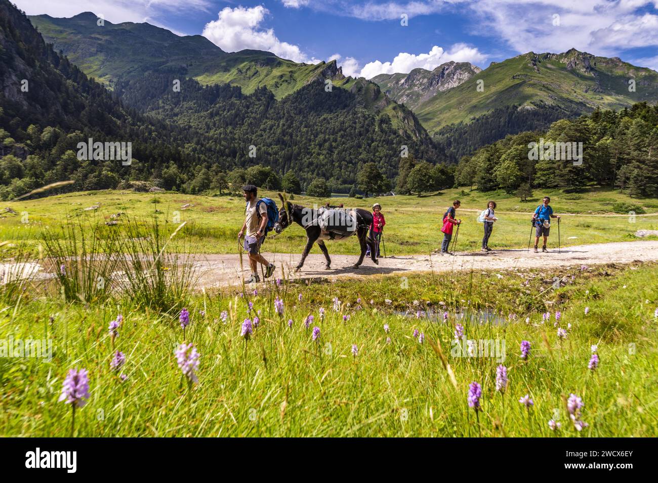 France, Pyrenees Atlantiques, Béarn, Ossau valley, Pyrenees National Park, trekking with a pack donkey Stock Photo
