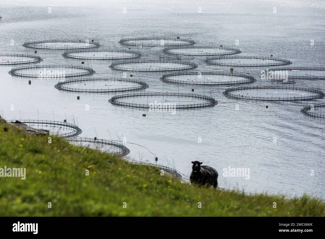 Denmark, Faroe Islands, Streymoy island, Vestmanna, aquaculture farm, fish breeding Stock Photo