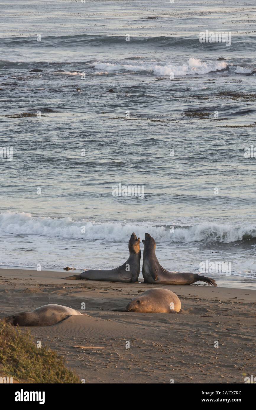 United States, California, Pacific Coast Highway, San Luis Obispo County, An Simeon, elephant seals (Mirounga angustirostris) resting on the Pacific Ocean beach, Piedras Blancas colony Stock Photo