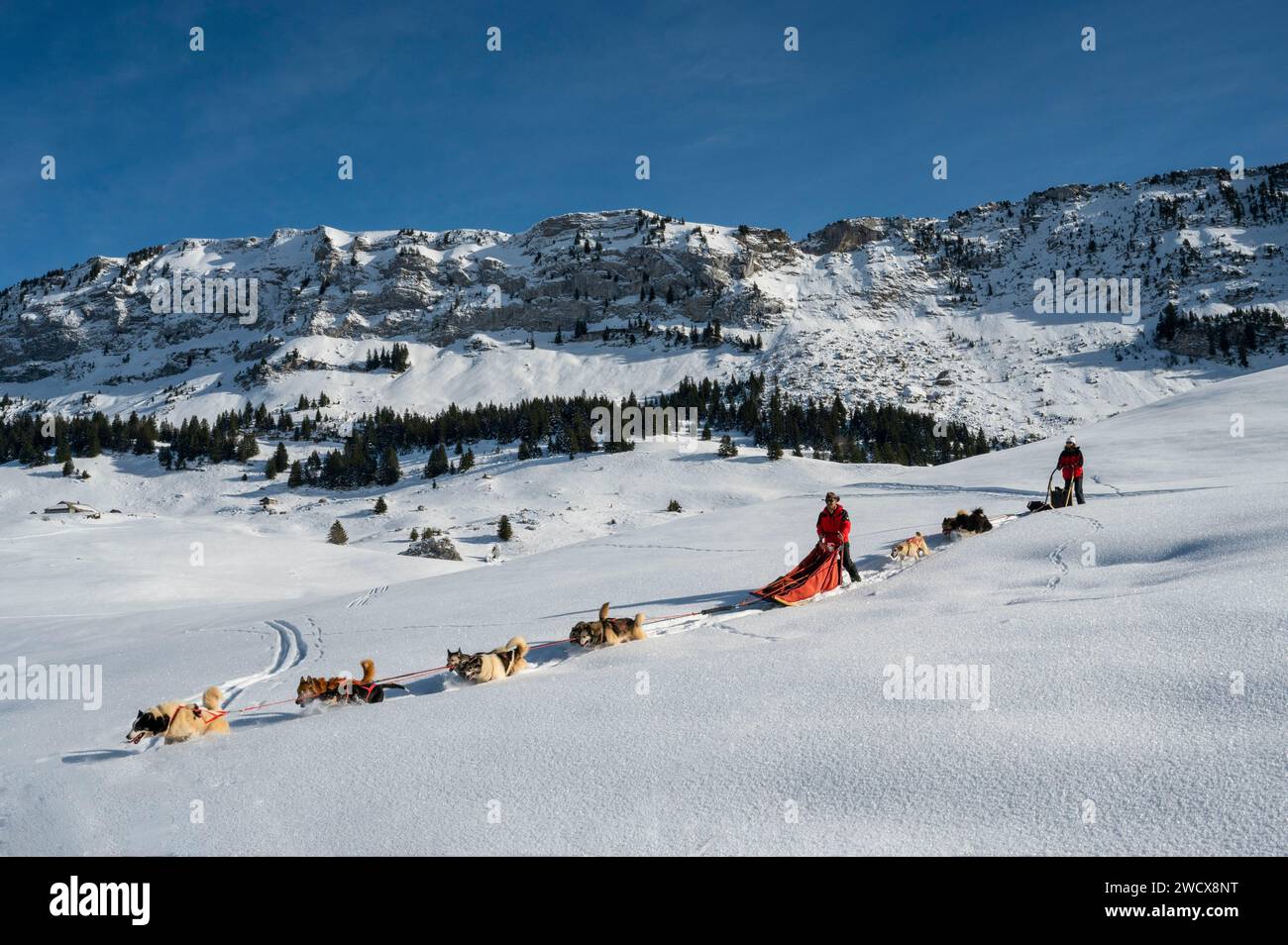 France, Haute Savoie, Bornes massif, Glières plateau, dog sled ride, the southern plateau, a discovery area for learning to drive a team, here in the proudeuse and the crest of the Sheep Stock Photo