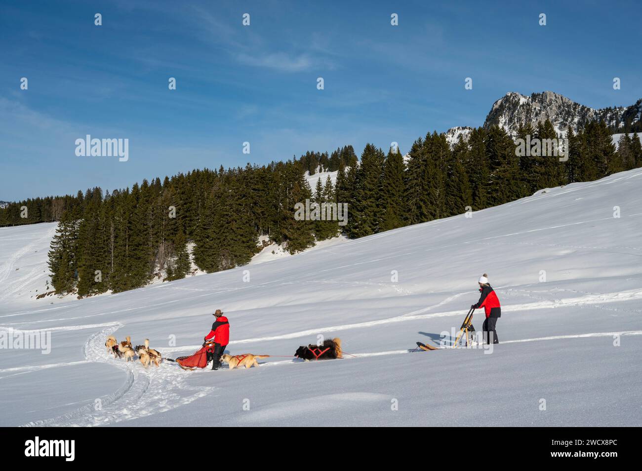 France, Haute Savoie, Bornes massif, Glières plateau, dog sled ride, the southern plateau, a discovery area for learning to drive a team, here in the Proudeuse and the Pointe de Puvat Stock Photo