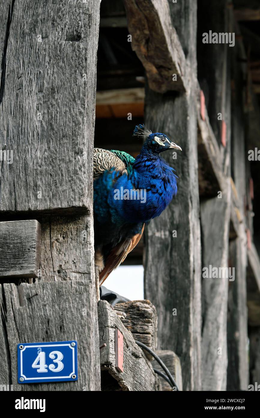 France, Haut Rhin, Ungersheim, Ecomusee d Alsace, half-timbered farm, Blue Peacock (Pavo cristatus), male Stock Photo
